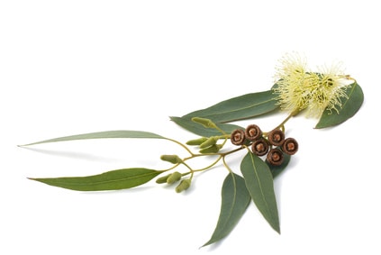 Eukalyptus Blätter und Frucht