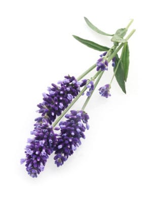 Lavendelzweig mit Blüten