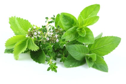 Melissenkraut und Blüten