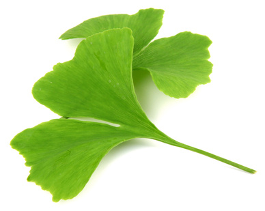 Ginkgo als Heilpflanze eingesetzt