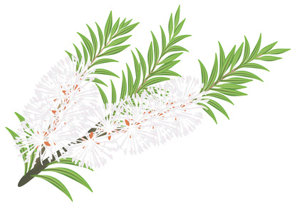 Teebaumöl der Melaleuca alternifolia