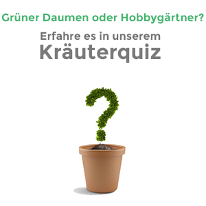 Kräuterquiz Startseite teaser