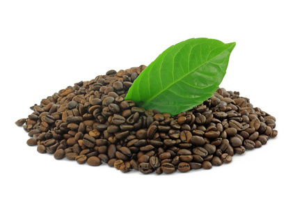 Kaffee Pflanze Kultur
