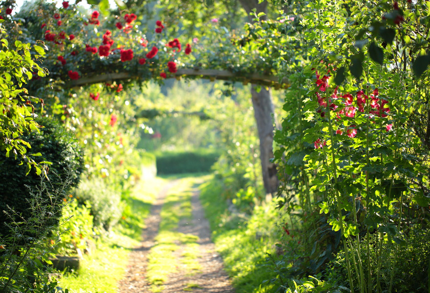 Kräutergarten richtig anlegen