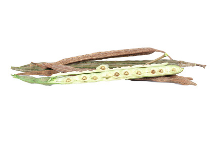 Meerrettichbaum Moringa Wirkung