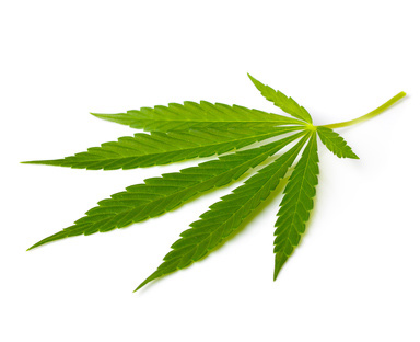 Cannabispflanze als Heilmittel