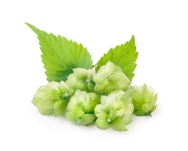 Frischer Hopfen