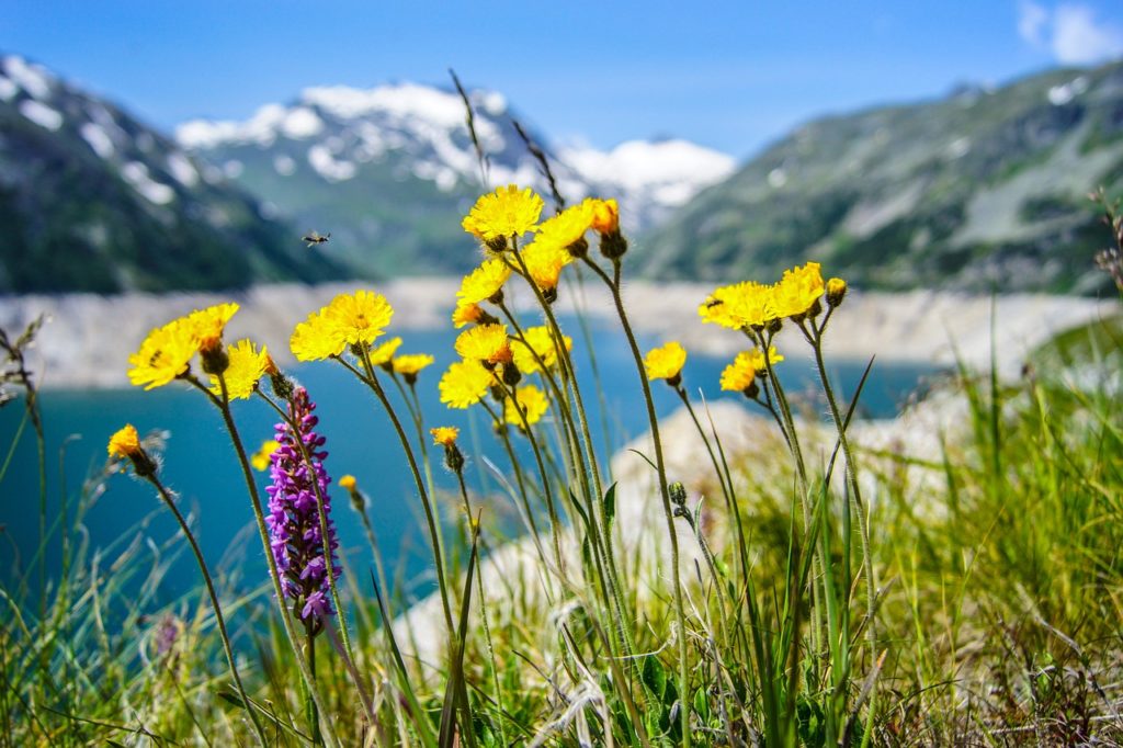 Kräuterwanderung in Südtirol