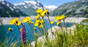 Kräuterwanderung in Südtirol