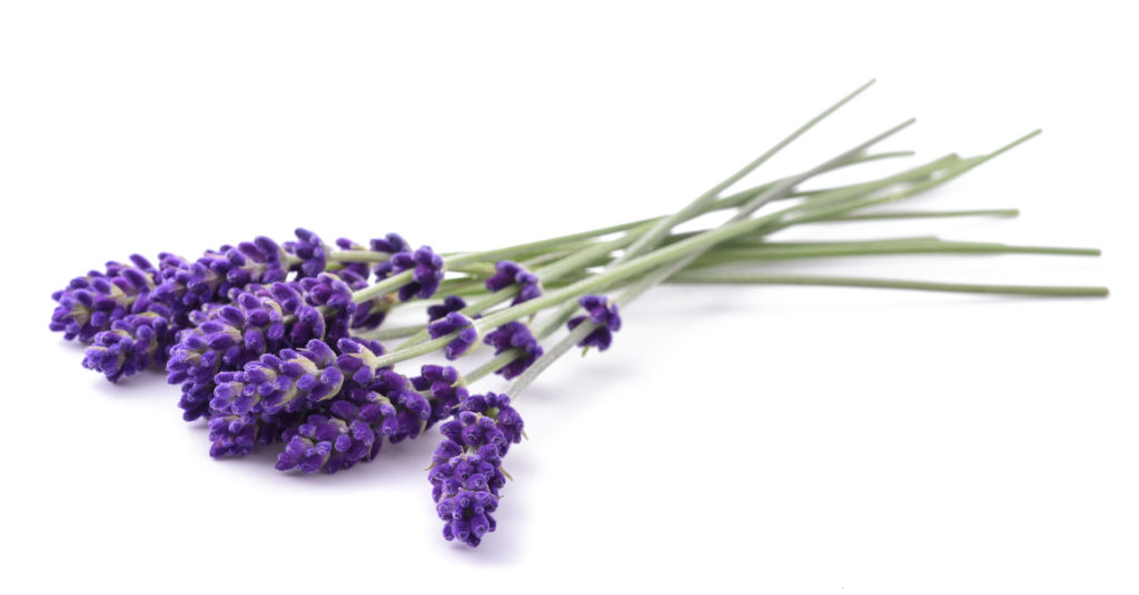 Lavendel bei Stress