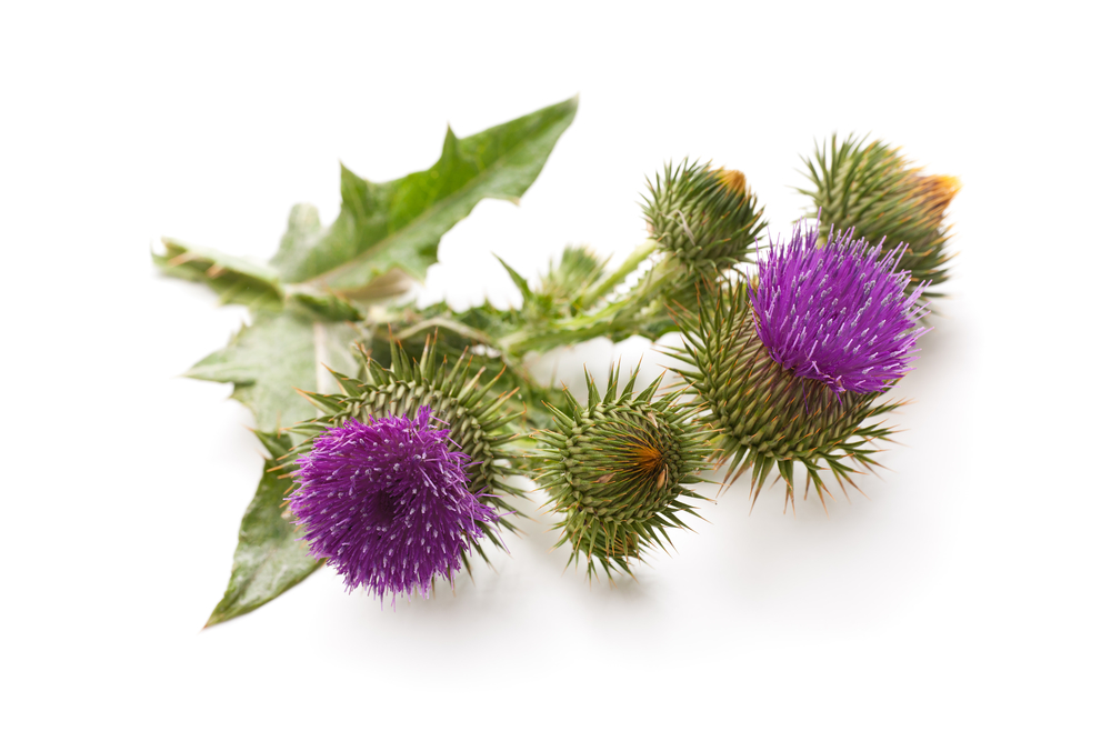 Mariendistel Wirkung