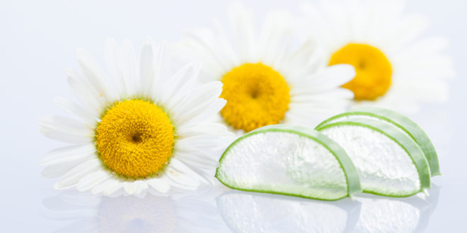 Unreine Haut Heilkräuter